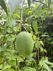 Passiflora incarnata
