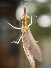 Hexagenia limbata