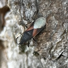 Oxycarenus lavaterae