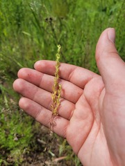 Veronica verna
