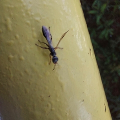 Pseudomyrmex