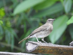 Turdus ignobilis