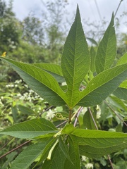 Passiflora incarnata