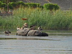 Alopochen aegyptiaca