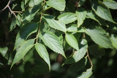 Celtis australis