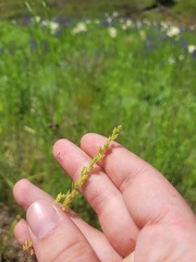 Veronica verna