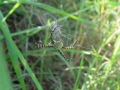 Argiope trifasciata