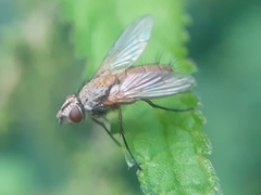 Solieria pacifica