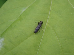 Agrilus