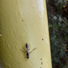 Pseudomyrmex