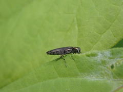 Agrilus