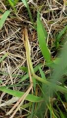 Sporobolus cryptandrus