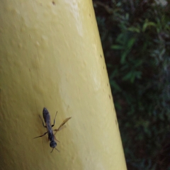 Pseudomyrmex