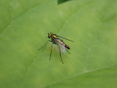 Condylostylus caudatus