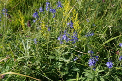 Veronica teucrium