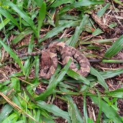 Agkistrodon piscivorus