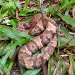 Agkistrodon piscivorus