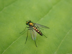 Condylostylus caudatus