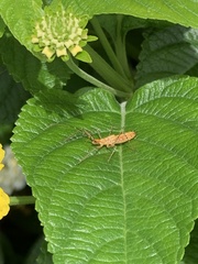 Zelus renardii