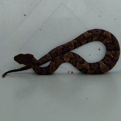 Agkistrodon piscivorus