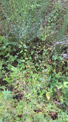 Alisma plantago-aquatica