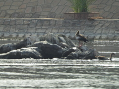 Alopochen aegyptiaca