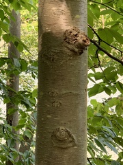 Betula lenta