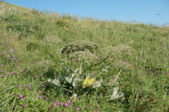 Heracleum stevenii