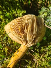 Lactifluus volemus