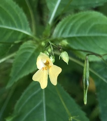 Impatiens parviflora