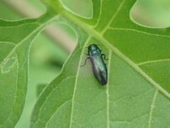 Agrilus cyanescens