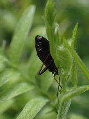 Adelphocoris seticornis