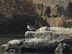 Gelochelidon nilotica