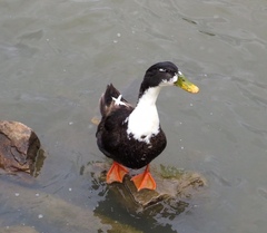 Anas platyrhynchos domesticus
