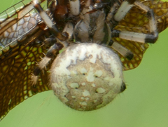 Araneus trifolium