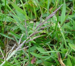 Sporobolus cryptandrus