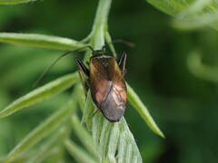 Adelphocoris seticornis