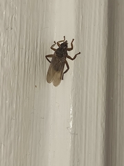 Pseudolynchia canariensis