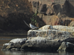 Gelochelidon nilotica