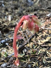 Monotropa hypopitys