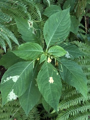 Impatiens parviflora