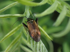 Adelphocoris seticornis