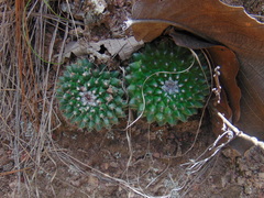 Mammillaria