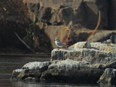 Gelochelidon nilotica