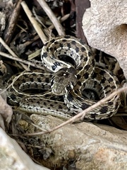 Thamnophis marcianus