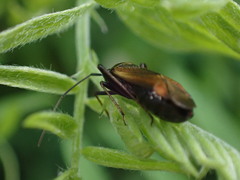 Adelphocoris seticornis