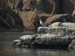 Gelochelidon nilotica