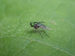 Condylostylus caudatus