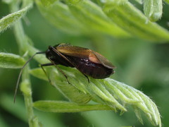 Adelphocoris seticornis