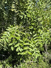 Ptaeroxylon obliquum